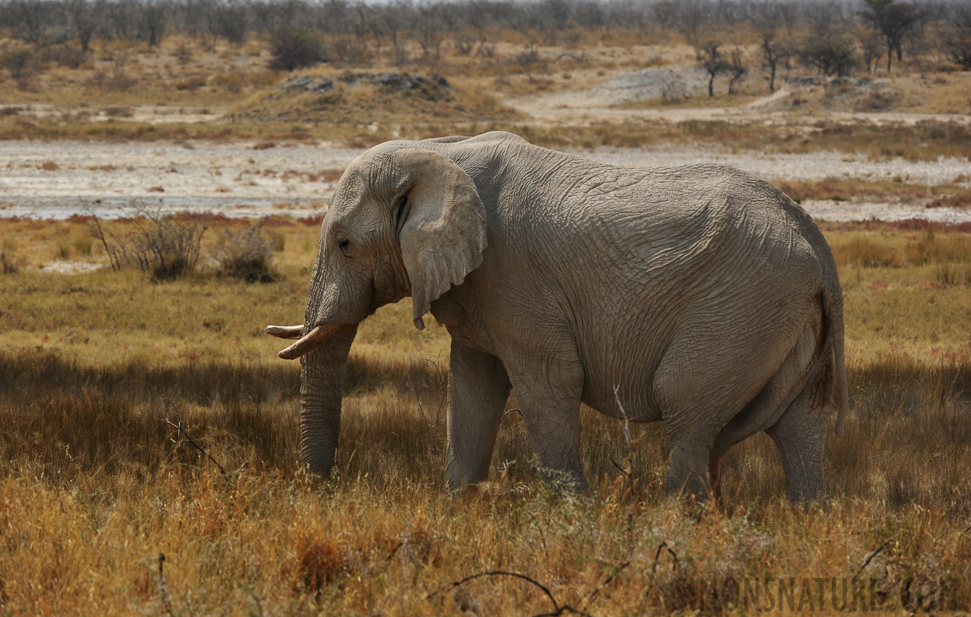 Loxodonta africana [290 mm, 1/1250 sec at f / 8.0, ISO 400]